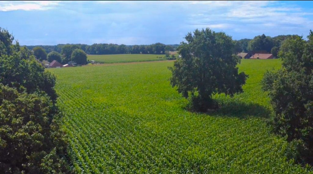 Immobilienangebot - Werlte / Bockholte - Wohnen - Modernes Neubauprojekt (Doppelhäuser, Einfamilienhäuser und Wohnungen) in Werlte zu verkaufen!